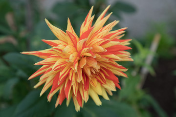 closeup of flower