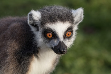Obraz premium ring tailed lemur