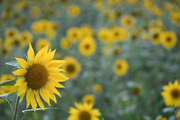 Obraz premium sunflower field of sunflowers