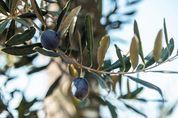 Olive tree and olives on a branch, close up, outdoor photogrpahy