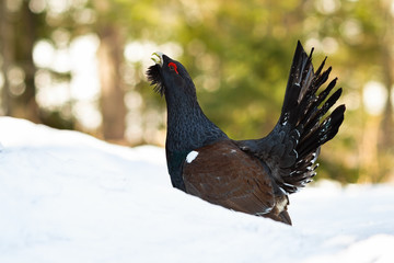 A gourgeous western capercaillie, tetrao urogallus, spreading tail and showing of in its natural biotope. An endangered european bird demonstrating its dominance in the snowy woods.