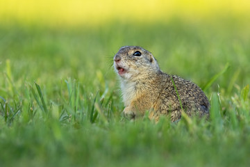 Naklejka na ściany i meble European ground squirrel, spermophilus citellus, whistling and watching alerted on a green meadow. Little mammal calling with mouth open.