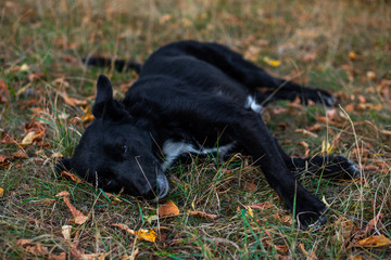 Stray black dog resting / sleeping in grass 