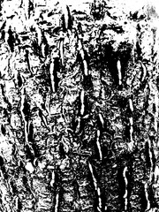 Obraz premium Wood Texture