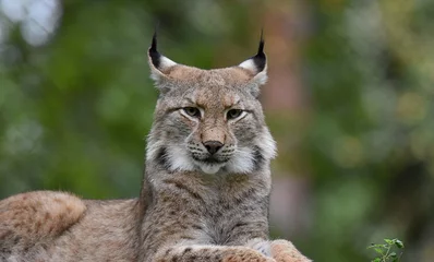 Fotobehang Portret van een Iberische lynx, rustig liggend in de natuur. © Miiri Smily