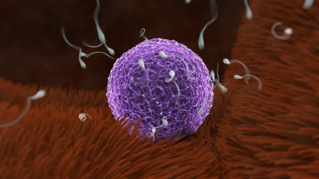 Sperm swimming toward egg