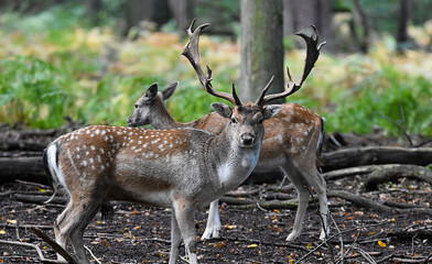 Ciervo en la naturaleza, observando. 