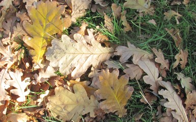 autumn foliage dew drops and green grass