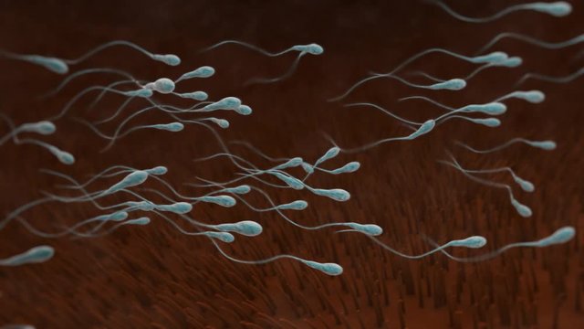 Sperm swimming in Ovaries
