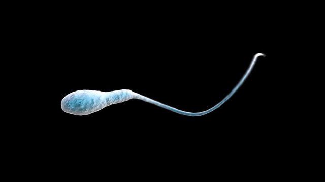 Sperm Single Spinning at various speeds