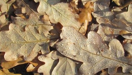 morning dew on oak foliage after rain