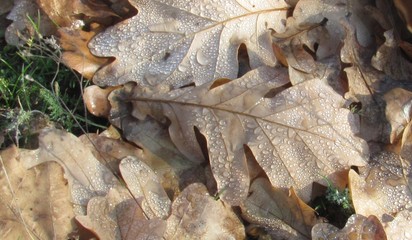 fallen leaves with dew drops on the grass