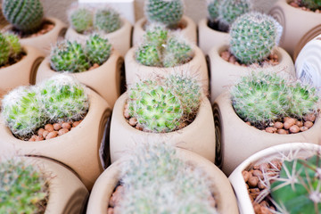 Small cactus is pot for decoration