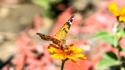 swallowtail butterfly on the cosmos flower in Sochi, Russia.