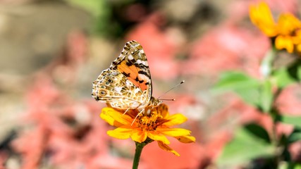 swallowtail butterfly on the cosmos flower in Sochi, Russia.