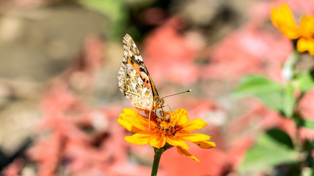 swallowtail butterfly on the cosmos flower in Sochi, Russia.