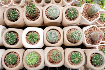 Small cactus is pot for decoration