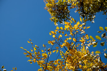 京都ぶらり、パルスプラザで黄葉紅葉