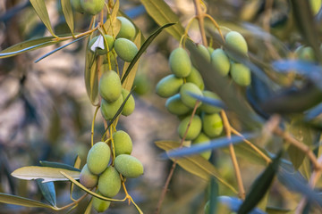 Green olives on olive tree branches closeup in garden
