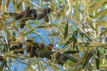 Dark olives on olive tree branches closeup in garden