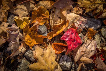 Ein rotes Laubblatt unter gelben und braunen Blättern