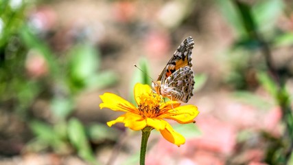 Close up of Monarch butterfly on the cosmos flower in Sochi, Russia.