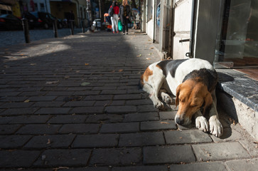 A big homeless dog warming itself in the sun on the sunlit side of the street.