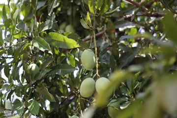  Bunch of fresh mangoes hanging from tree