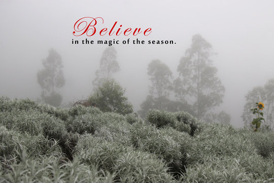 Inspirational quote - Believe in the magic of the season. With blurry  nature landscape of white edelweiss garden on foggy & rainy day. Merry Christmas & Happy New year concept.