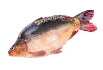 Raw fish carp on white background 