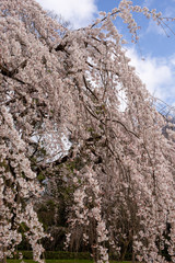 京都御苑出水小川の枝垂桜