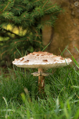Macrolepiota procera. Lepiota procera mushroom growing in grass. Beauty with long slim leg with...