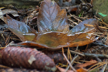 Maple Leaf. There is water on the leaf. Leaf from a maple tree lies on the ground. Autumn time