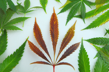 hemp leaves of different varieties of color and size on a white table