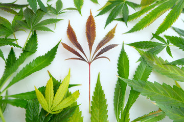 hemp leaves of different varieties of color and size on a white table