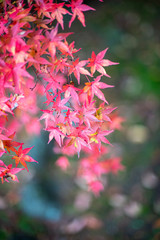 赤く染まるカエデ