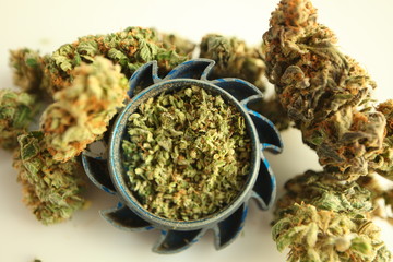grinded medical cannabis hemp buds