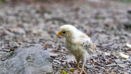 Close up of a qute chick. Sochi, Russia.