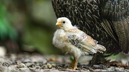 Close up of a qute chick. Sochi, Russia.