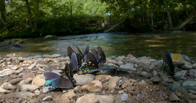 A butterfly puddle party by a stream in the mountains.