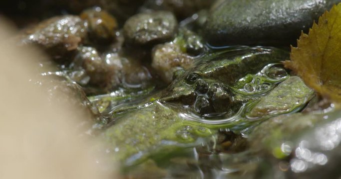A mountain salamander in the rocks in a stream.