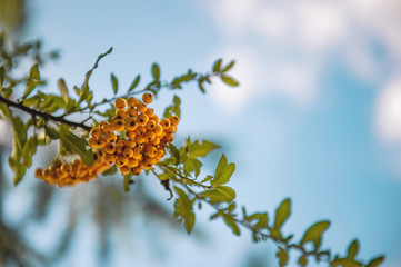 Pyracantha yellow berries on the branches. Firethorn Pyracantha coccinea berries on blurred background. Ripe fruits in the autumn garden.