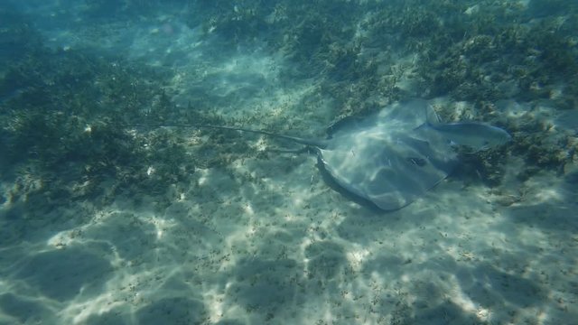 Honeycomb stingray (Himantura uarnak) at the bottom of the sea.	
