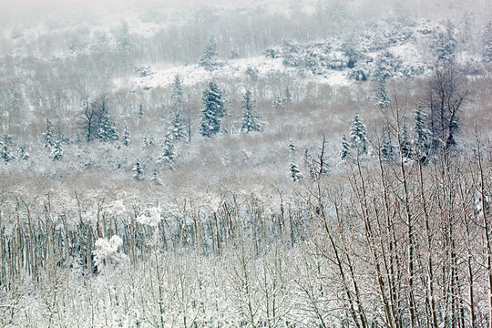 Snowy Winter Woodland, Utah, USA © Paul