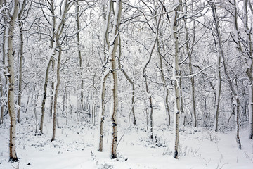 Woods on a snowy Day, Utah, USA