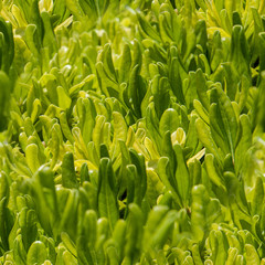 Green rosette leaves of grass at dawn. Herbal natural texture.