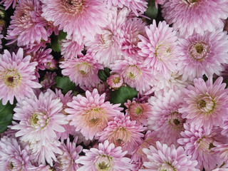 White and pink chrysanthemum flowers macro