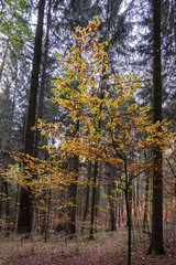 Fototapeta premium Felsbrocken mit Moos bewachsen im Herbstwald
