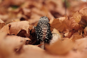Closeup of shaggy ink cap mushroom surrounded by dry maple leaves.