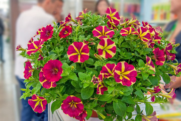 Beautiful bouquet of two-tone Petunia on the table. Promising new varieties and hybrids of garden...